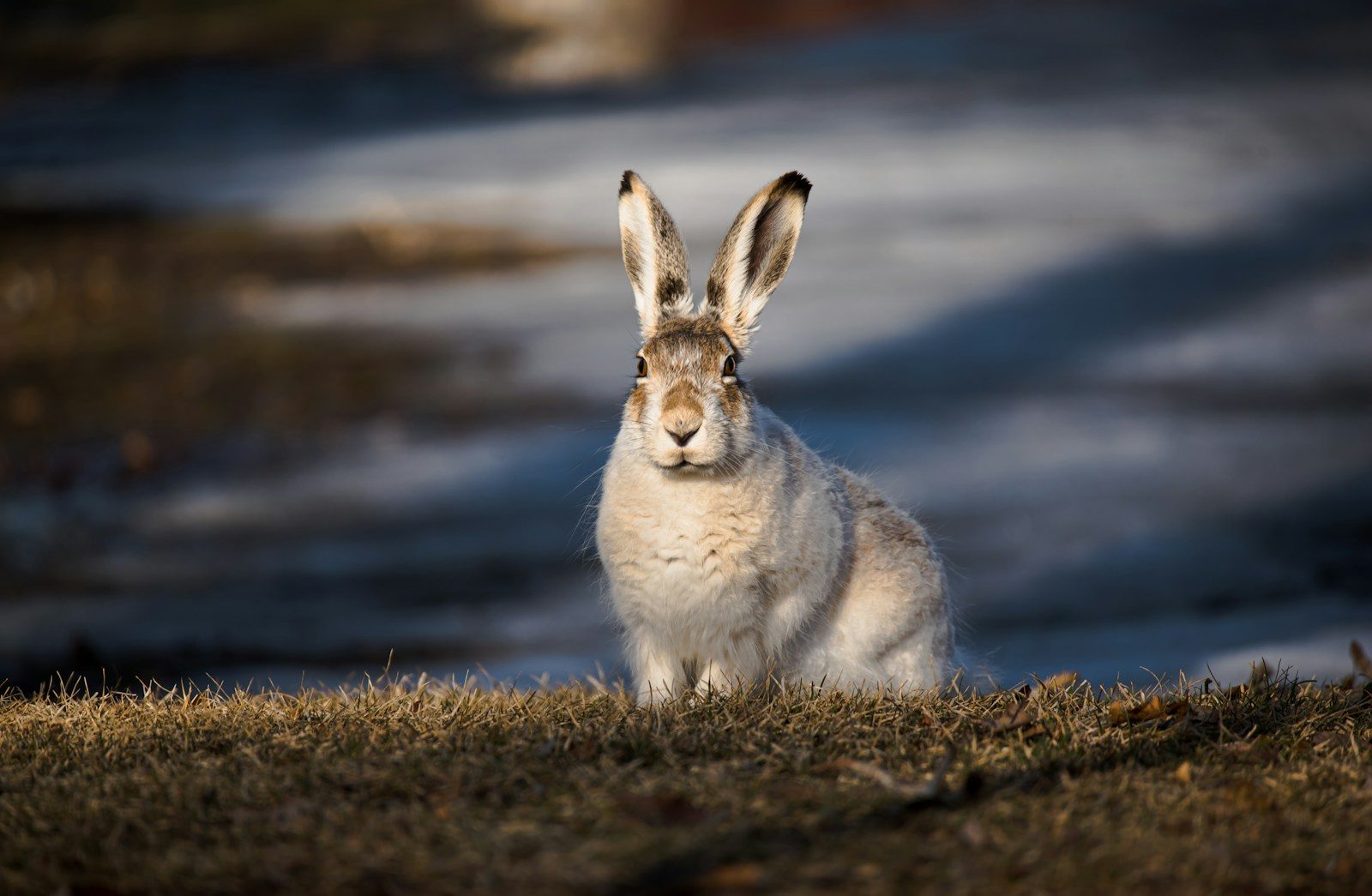 A white hare with large ears sits on brown grass.