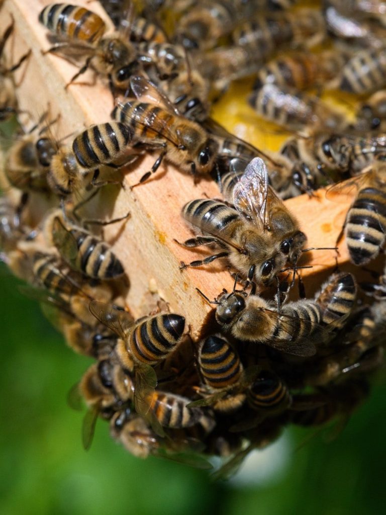 Bees swarm around a wooden hive structure.