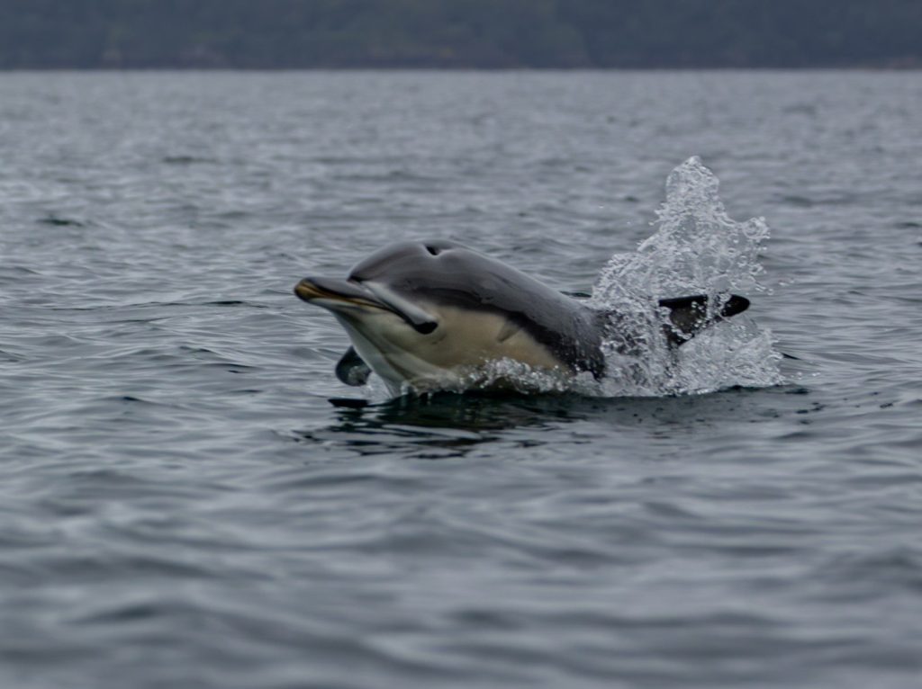 A dolphin splashing in the water with its mouth open