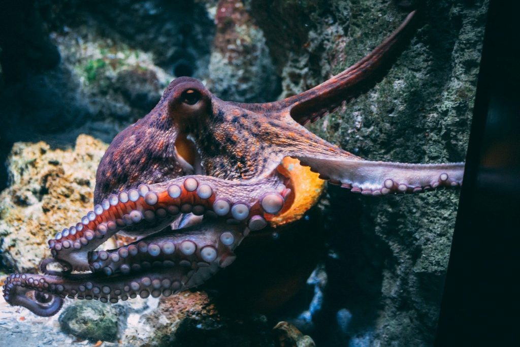 A purple and orange octopus clinging to a textured rock in an aquarium