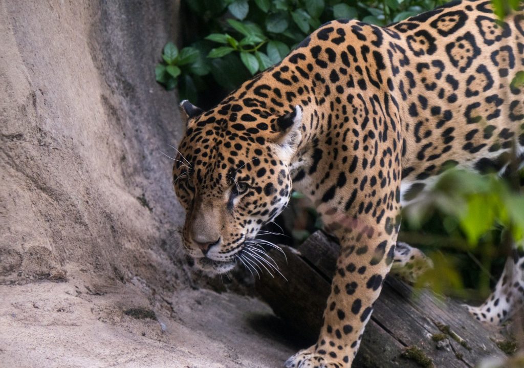 A jaguar walks through a forest with green foliage.