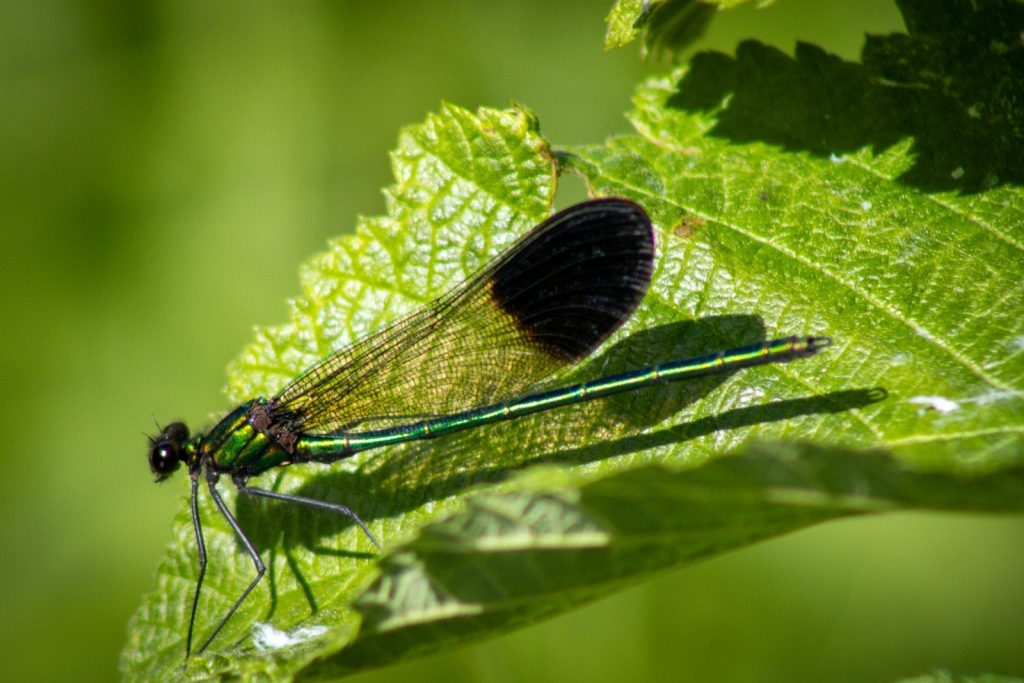 A green and black insect sitting on a leaf