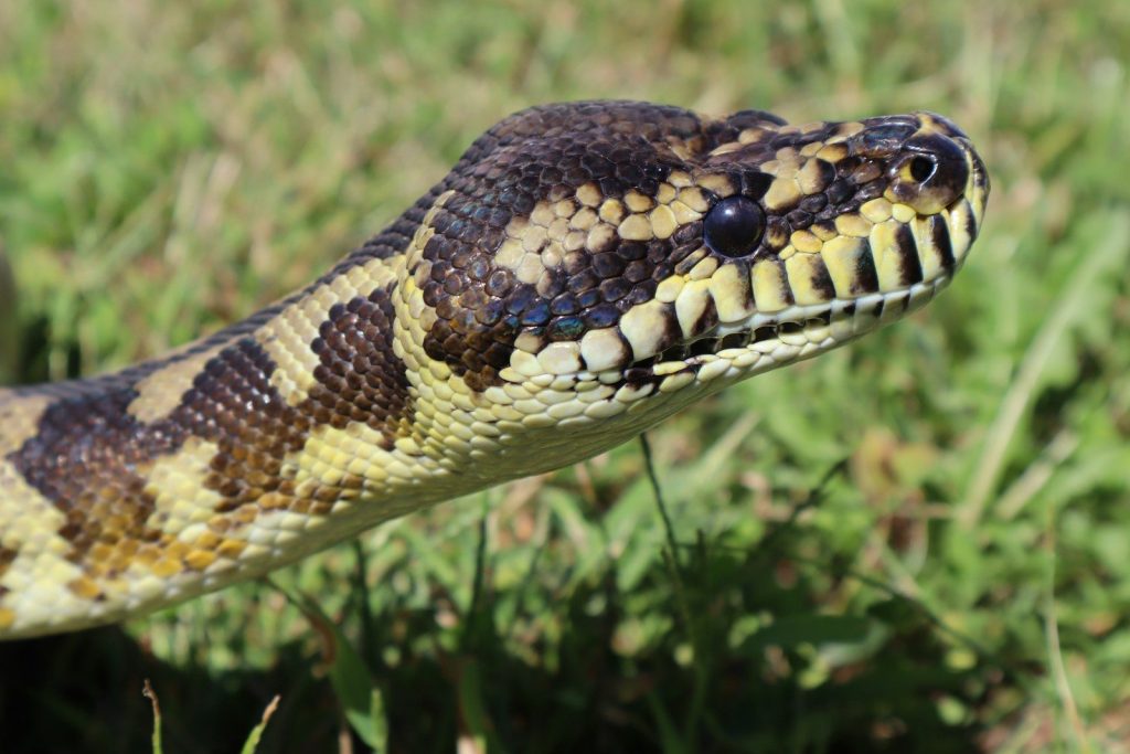black and brown snake