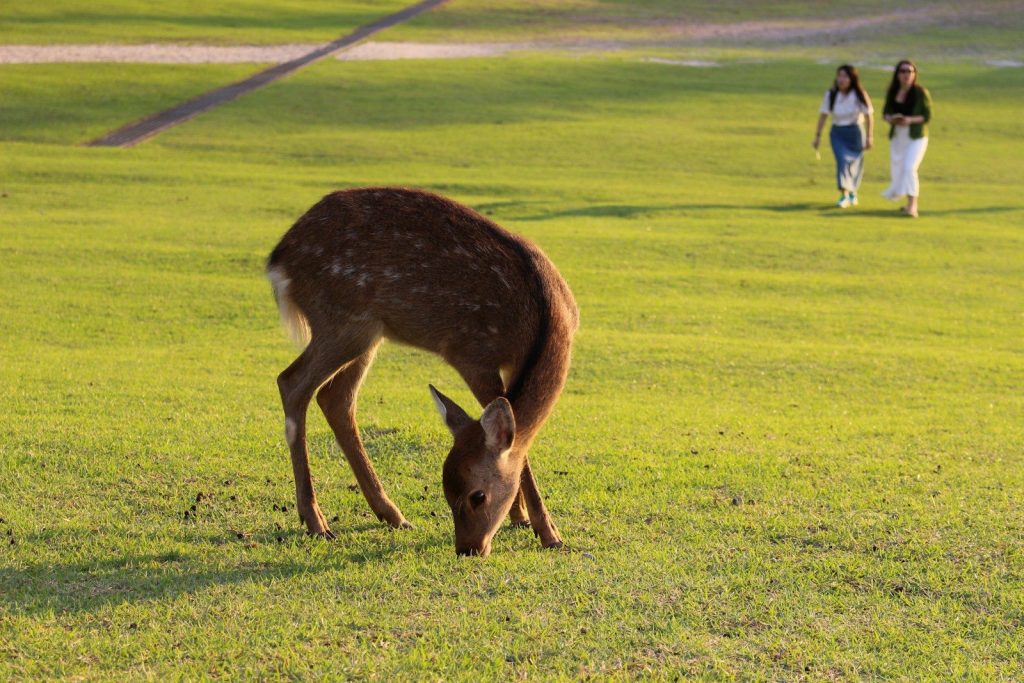 Deer grazing on a grassy field with people walking