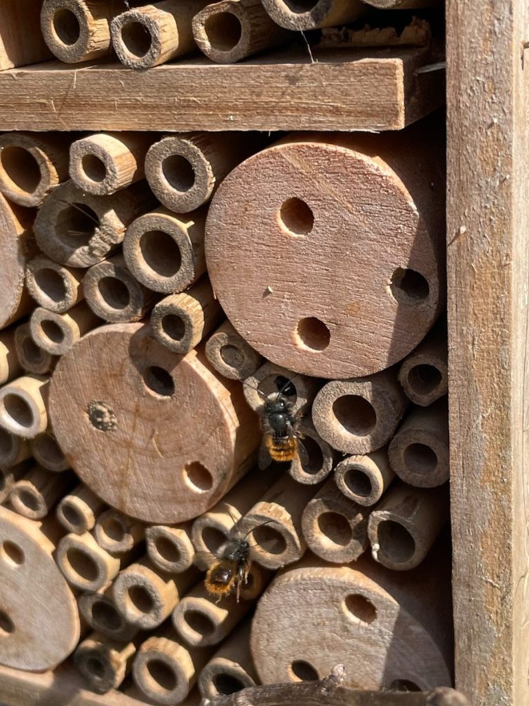 a close up of a beehive filled with lots of bees