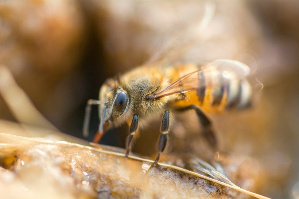 close up photography of bee
