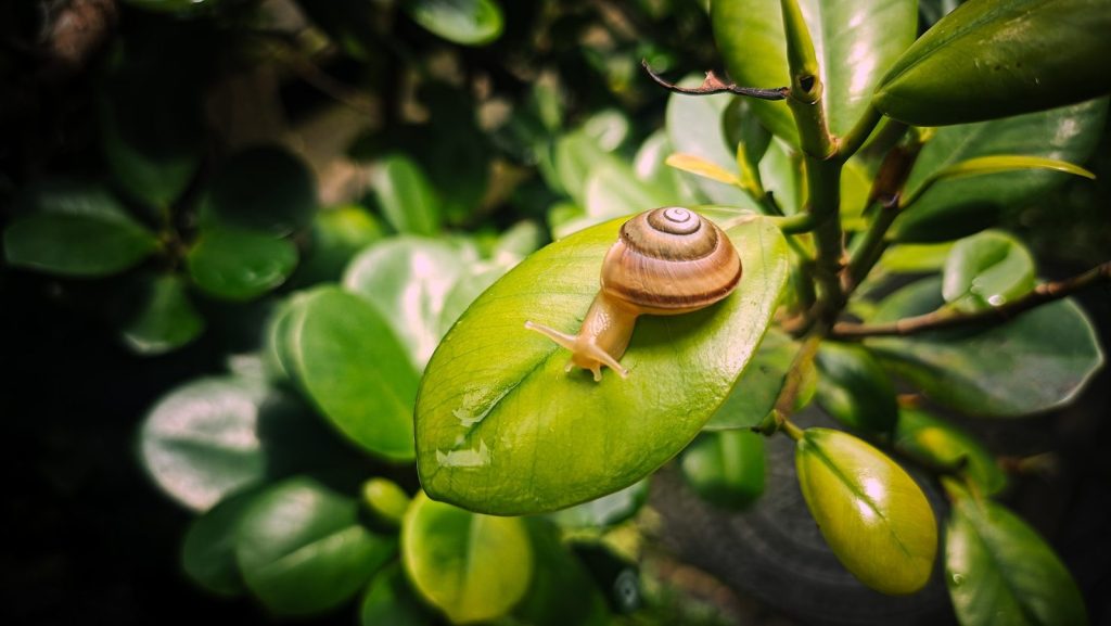 A snail sitting on top of a green plant