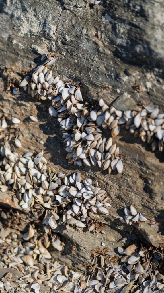 Shells clustered on a rough rock surface.