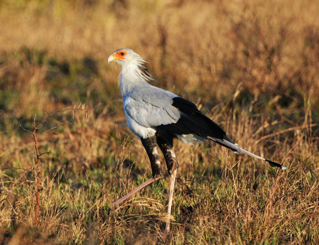 A secretarybird stands tall in dry savanna grass.