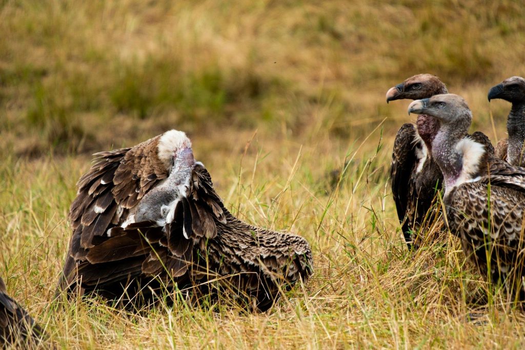 a group of birds in a grassy field
