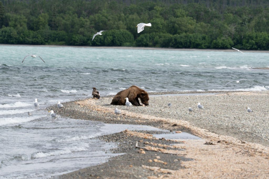 A bear searches for food on a beach with seagulls.