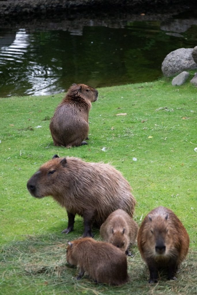 A group of animals that are standing in the grass