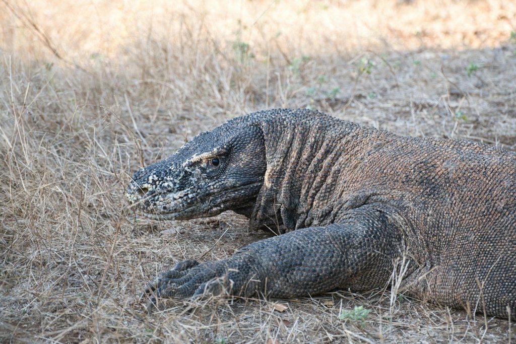 A komodo dragon rests on dry grass