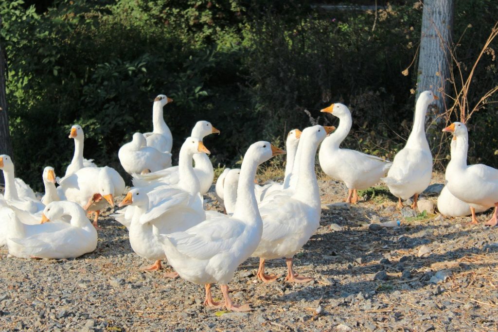 a group of white ducks