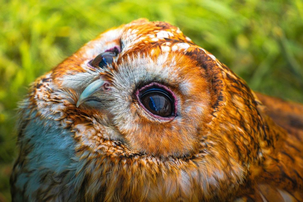 Close up of a tawny owl's face