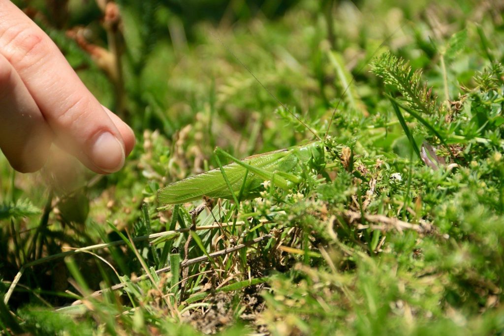 A hand reaching for something in the grass