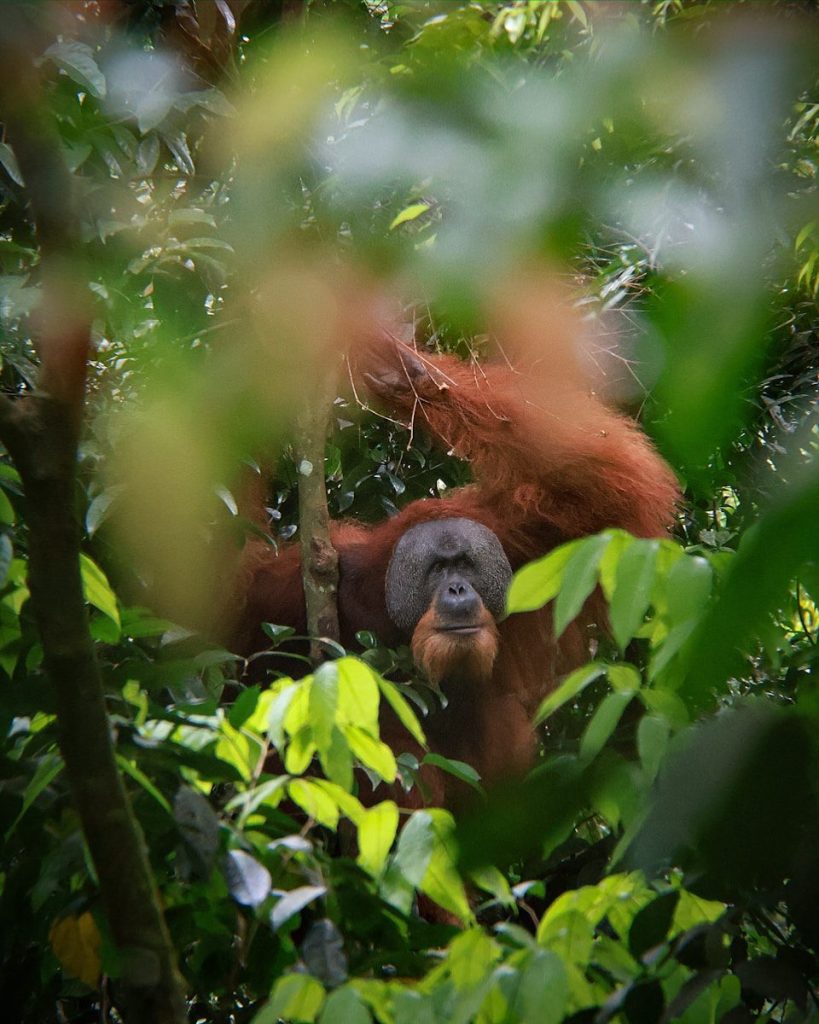 An orangutan in a tree looking at the camera