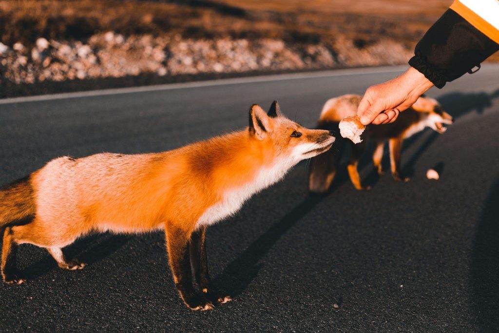 a person feeding a fox on the side of a road