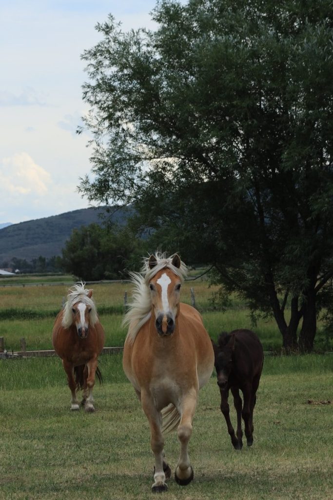 a group of horses running in a field