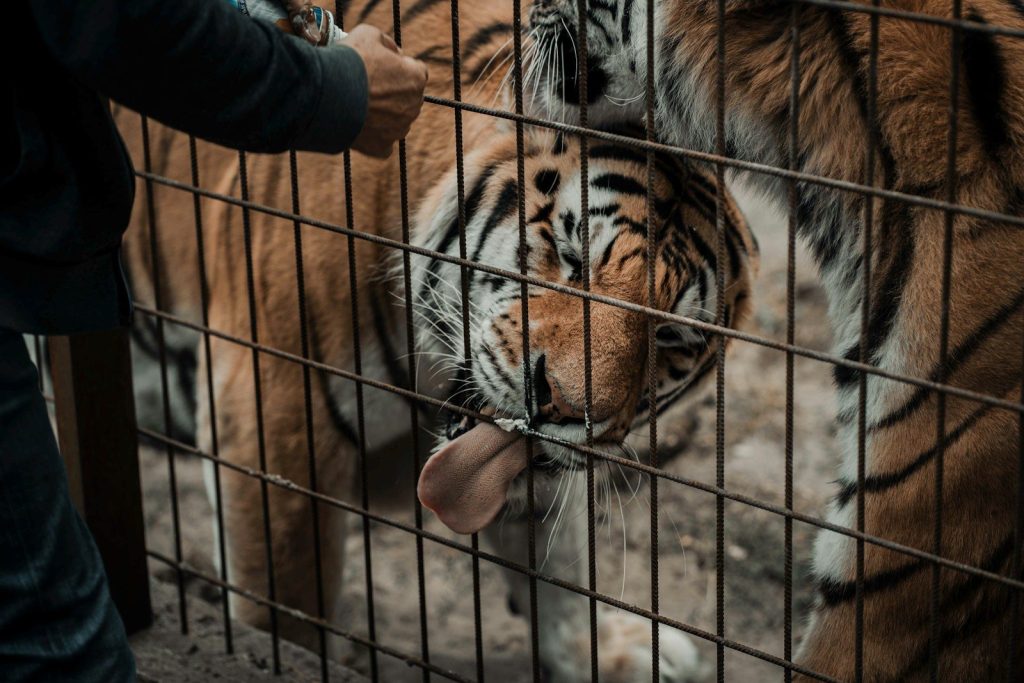 a tiger in a cage being fed by a person