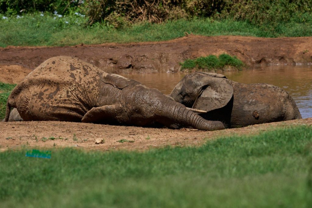 Two elephants resting by the water