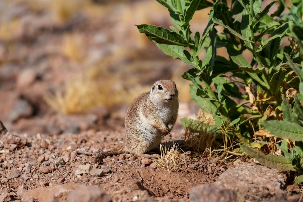 A small ground squirrel stands alert near a green plant.