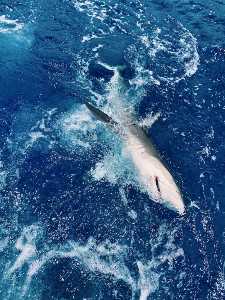 a shark swimming in the ocean