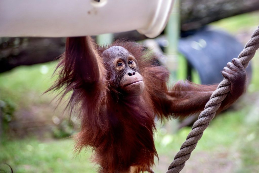 Young orangutan hangs from a rope and container.
