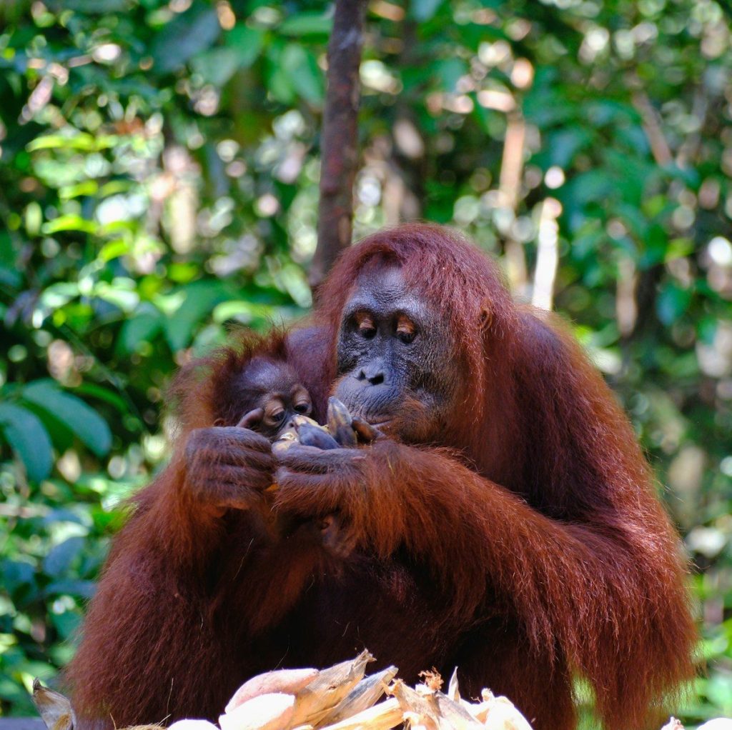 An adult oranguel holding a baby in its arms