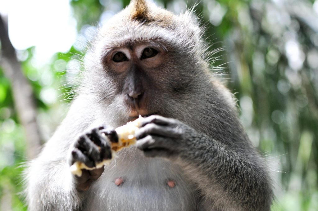 gray monkey eating banana during daytime