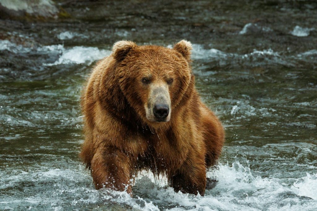 A brown bear walks through a rushing river
