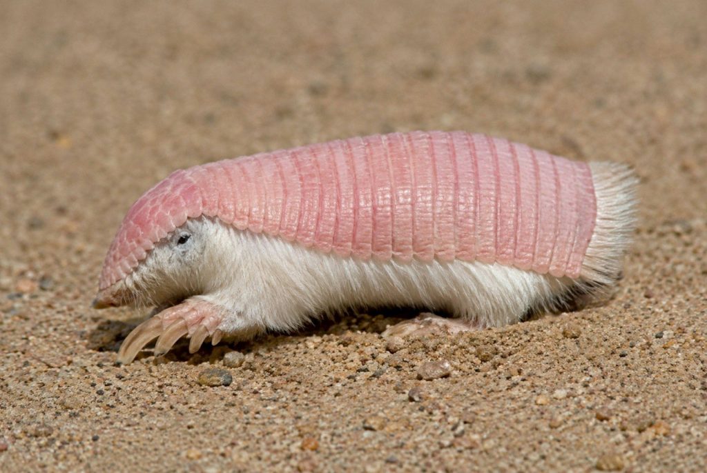 A pink fairy armadillo on sandy ground.
