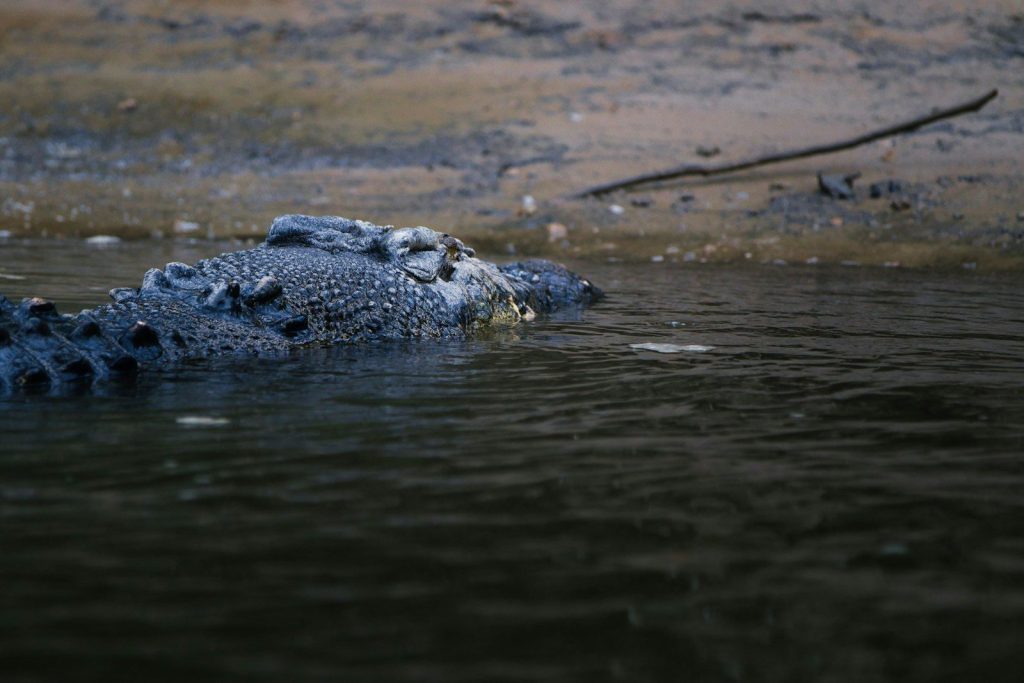 A crocodile emerges from dark water near shore.
