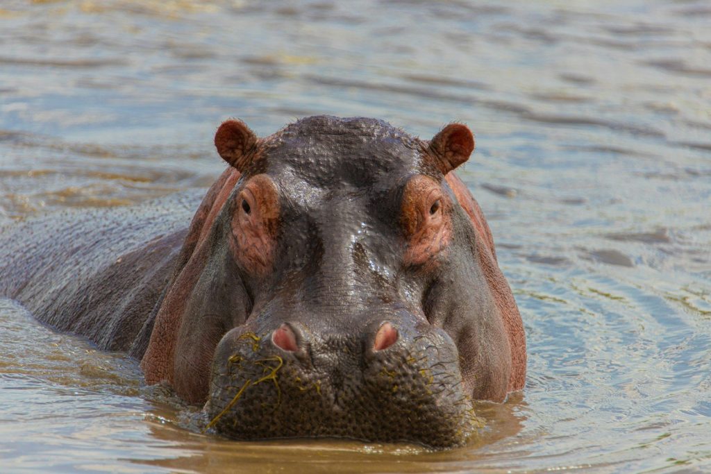 a hippopotamus swimming in a body of water