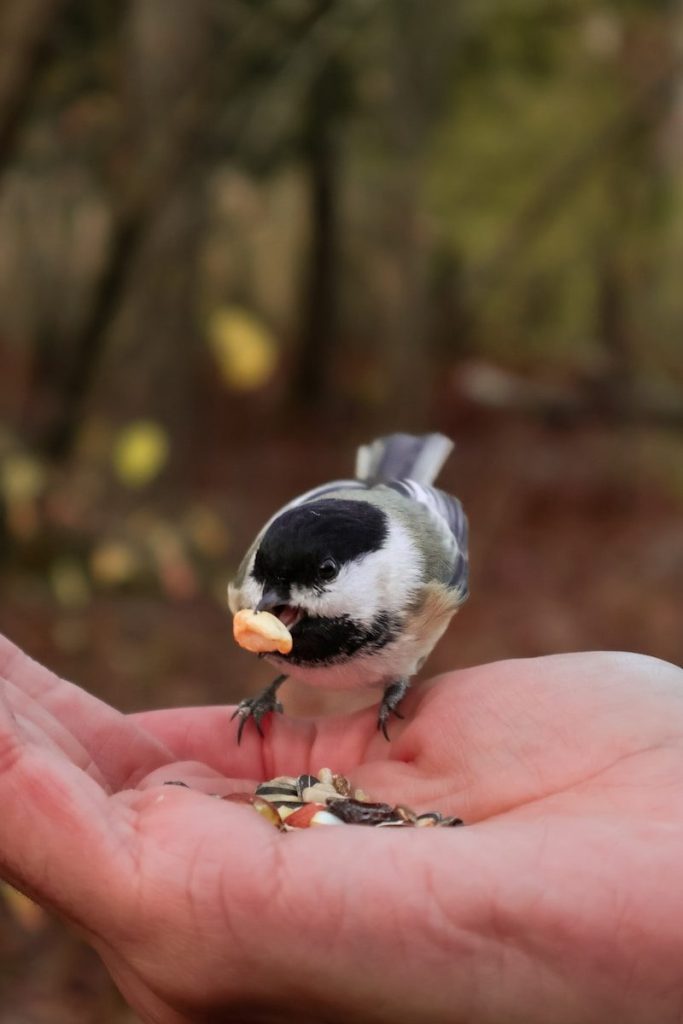 A small bird perched on top of a persons hand