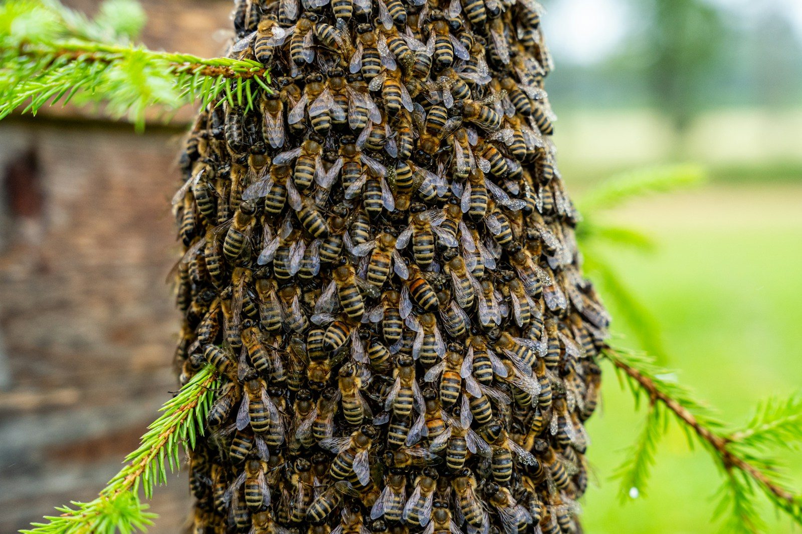 Bees swarm on a tree trunk with green needles.