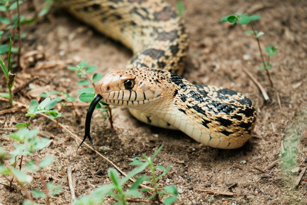 A patterned snake with its tongue flicking