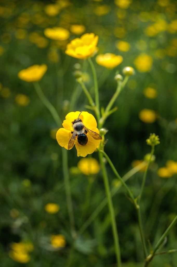 A bee is sitting on a yellow flower