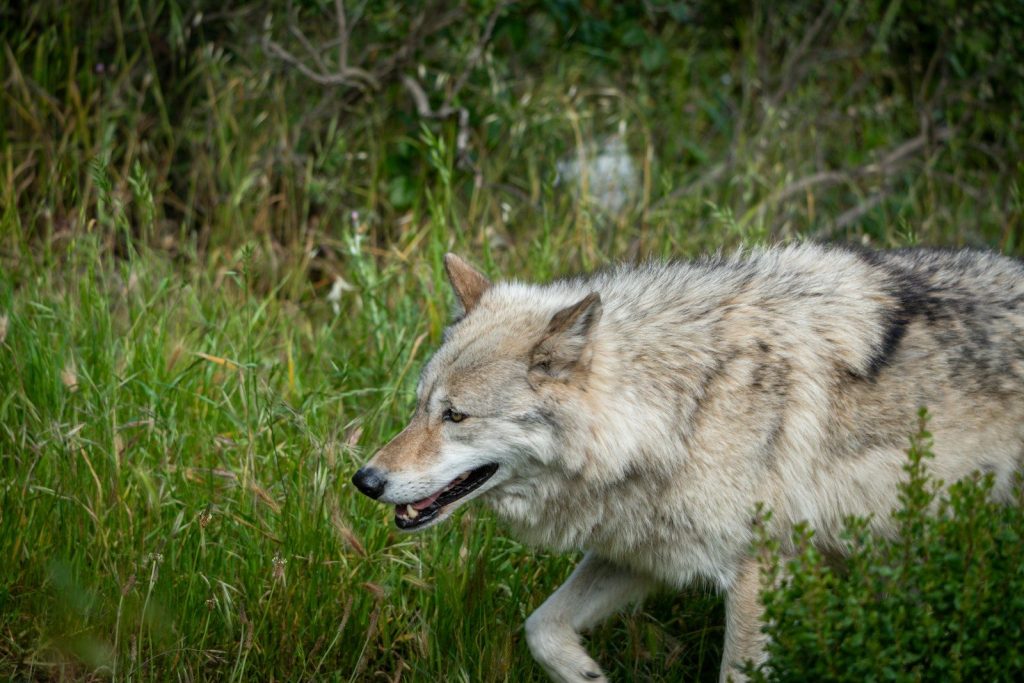 A wolf walks through tall green grass
