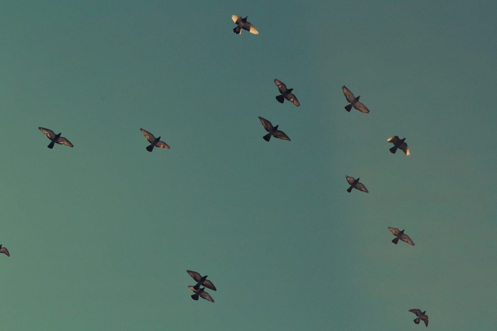 flock of brown birds flying on blue sky