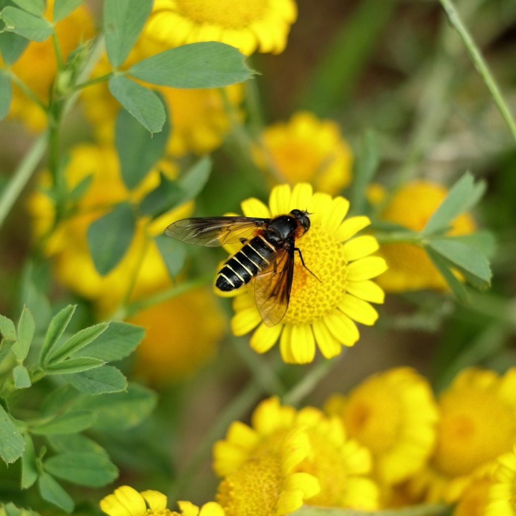 A striped insect rests on a vibrant yellow flower