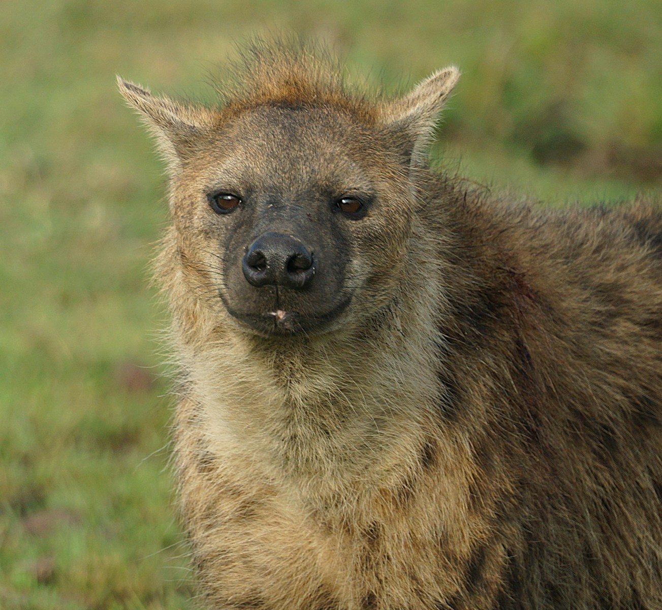 A hyena looks directly at the camera.