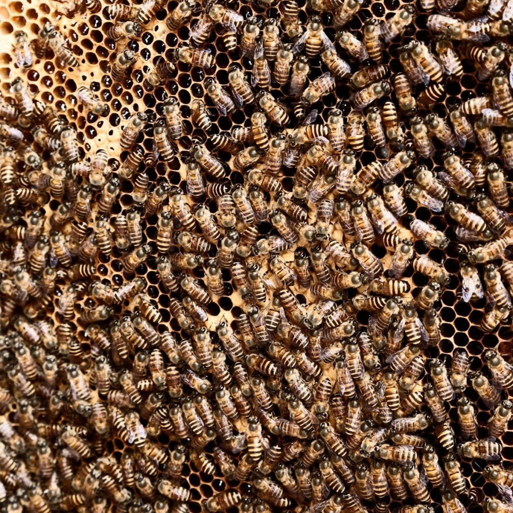 brown beehive