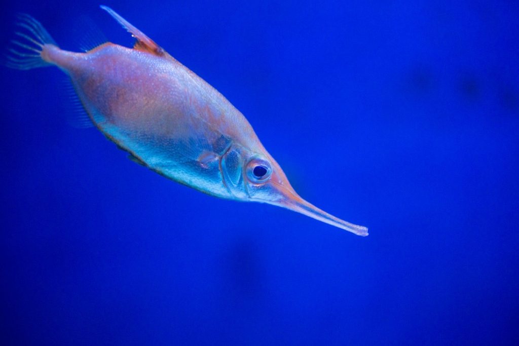 A long-nosed fish swims in vibrant blue water.