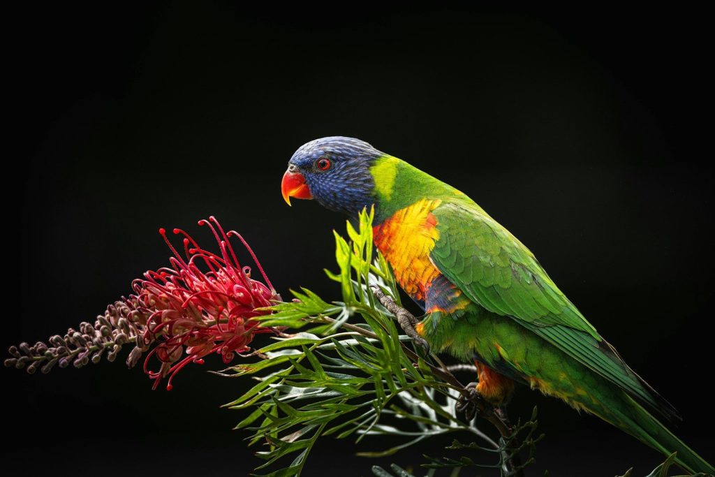 A colorful rainbow lorikeet sits next to a red flower