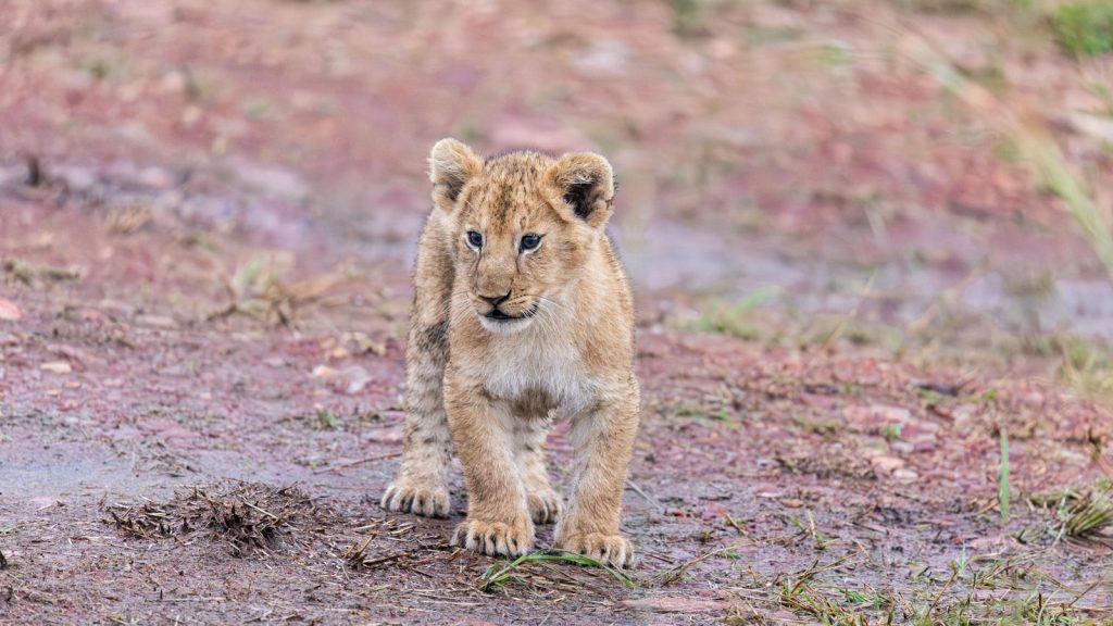 a young lion cub walking across a muddy field