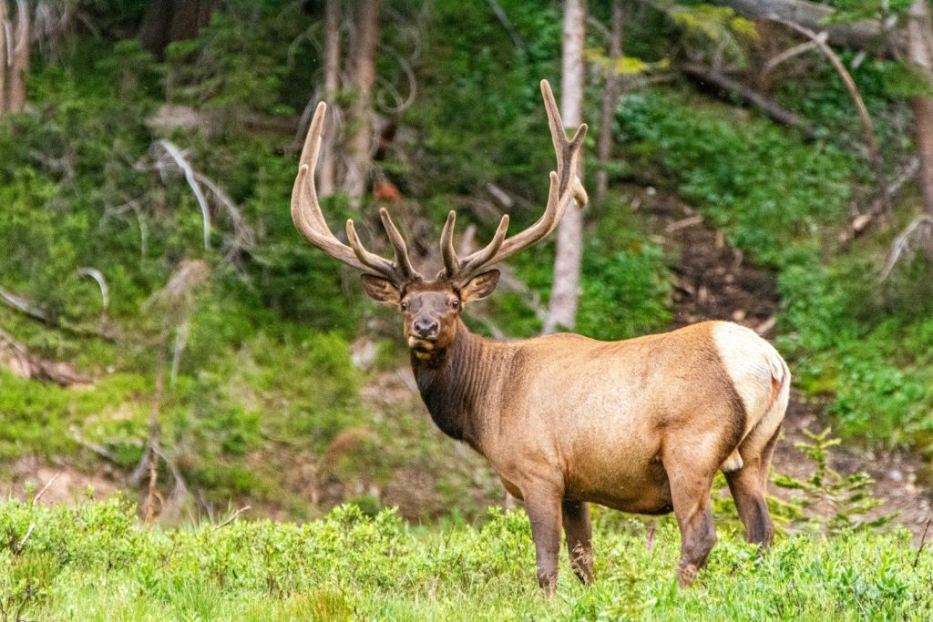 A majestic bull elk with large antlers in a forest