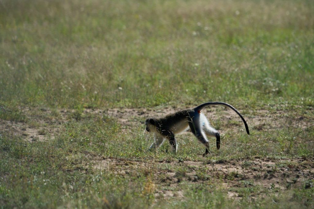 A monkey walks across a grassy field.