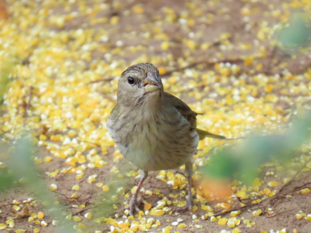 A small bird stands on the ground with scattered corn.
