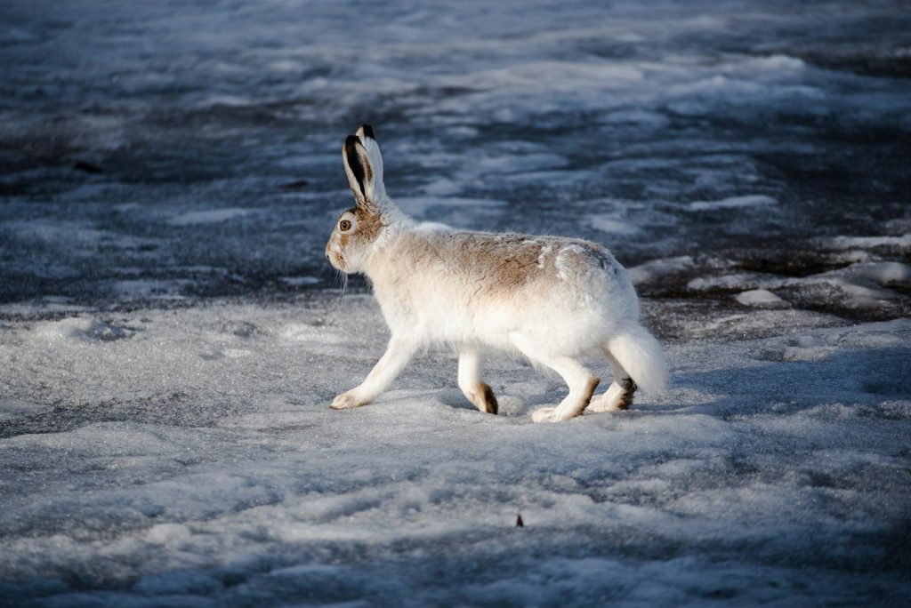 A white hare walks across a snowy, icy landscape.